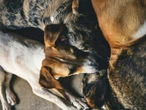 Investigan ataque químico tras muerte de 15 perros en Michoacán; colectivos exigen justicia
