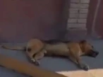Policías atropellan a dos perros en Miahuatlán, Puebla, y huyen como si nada hubiera pasado | VIDEO