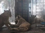 Rescatan a tres leonas y un león en condiciones deplorables dentro de una quinta en García, Nuevo León