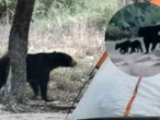 ¡Lo más tierno de hoy! Se escuchan las chicharras y llega mamá oso con sus cachorros