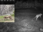 Pumas avistados en Monterrey y Santiago, son diferentes
