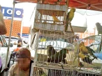 Tráfico de animales exóticos en México: negocio ilegal… y fructífero