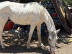 Nuevo León castigará a quien use animales como carretoneros