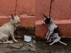 Denuncian grave caso de maltrato animal en Veracruz; activista solicita rescate urgente de dos perritos
