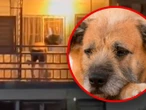 Denuncian a abuelito por electrocutar a su perrito para “corregirlo” en Tabasco | VIDEO