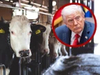 Aranceles le rebotan a EU y Trump pide bajar precio de la carne