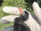Confirman nuevo brote de influenza aviar H5N1; van 400 aves muertas este año