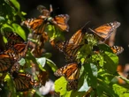 Mariposa monarca ya tiene su día nacional: 10 de noviembre