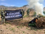 Ejército y fuerza aérea destruyen 323 plantíos de droga en 5 estados del país