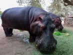 Zoo Culiacán: Familias sinaloenses dan bienvenida a pareja de hipopótamos
