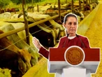 Sheinbaum medida injusta EU cerrar frontera ganado gusano barrenador