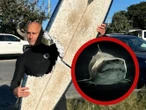 Surfista sufre ataque sorpresa de tiburón | VIDEO