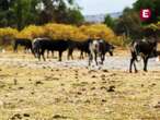 Ganaderos temen extinción de toro de lidia en México tras regulación de tauromaquia