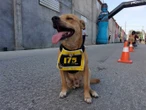 Murió El Chicles, el perrito maratonista de Tijuana: su dueño denuncia envenenamiento