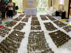 En operativos por separado, Profepa aseguró 2 mil 157 cactáceas y 188 insectos