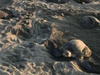 En 5ª arribada masiva, 223 mil tortugas Golfina llegaron a desovar a Morro Ayuta