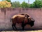 Profepa interviene zoológico de Querétaro por mal estado de animales