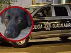 Perrito es acuchillado por proteger a su dueña durante una discusión en Guadalajara