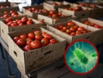 ¡Cuidado! Estos tomates están contaminados con salmonela: FDA