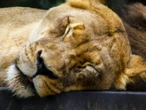 Sacrifican a leona que ataco a un empresario que estaba en un safari. Esto se sabe