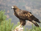 Buscan preservar al águila real, símbolo de identidad nacional 
