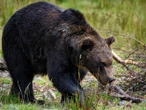 ¡Alerta! Buscan a oso y puma que deambulan por calles de Nuevo León