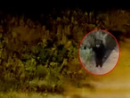 VIDEO: En medio de la constante muerte de ganado, captan a misterioso animal en Puebla