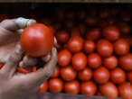 Economía y Agricultura fijan precios mínimos para exportar jitomate