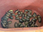 Caen tres por venta ilegal de productos marinos con valor de más de 133 mdp