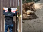 Clausuran Zoológico La Pastora en NL por maltrato a la osa 'Mina'
