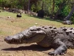 Murió 'Tío Lucho', el cocodrilo más emblemático de Laguna Ventanilla en Oaxaca