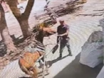 Investigan tres casos de maltrato animal en Coahuila