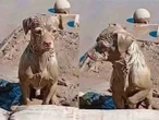Conmueve perrito cubierto de lodo que espera a su familia tras inundaciones en Poza Rica, Veracruz
