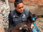 Rescatan nueve canes en situación de maltrato, abandono y enfermedades en Querétaro