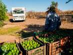 Matan a empresario limonero en carretera de Apatzingán