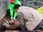 Rescatan a puma en Hidalgo; tenía la cola mutilada 