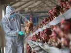 EU reporta primer brote de gripe aviar H7N9 en granja avícola desde 2017