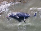 Ballena gris sufre su peor año en 2025: mueren 92 y nacen pocas crías