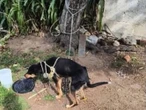 Rescatan a perrito que intentó matar una desquiciada | VIDEO