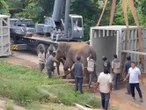 Expertos condenan envío de elefantes de India a Japón por intercambio de zoológicos