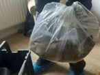 “Del tamaño de un gato”: capturan rata que causa pánico en Reino Unido