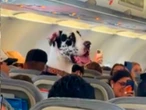 VIDEO: ¡Viaje perrón! Gran Danés causó furor en un avión con destino a Puerto Vallarta