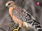 Semarnat confirma primer caso de gusano barrenador en fauna silvestre