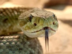Estos son algunos de los animales más venenosos del norte del país