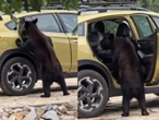 Oso sorprende a jóvenes en Arteaga; ¡abre puerta de la camioneta! VIDEO