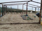 Santuarios tortugueros quedaron dañados tras el paso del huracán Erick