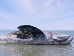Alerta por 84 muertes de ballena gris y la tasa de nacimientos más baja de la historia