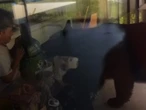 ¡Mi lonche! Obrero pelea con oso por su mochila del Verde | VIDEO