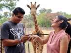 Zoológico de Morelia ofrece ‘casarte’ con jirafas como testigos de honor el 14 de febrero