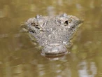 Roban cocodrilo y boa del zoológico de Veracruz; autoridades investigan